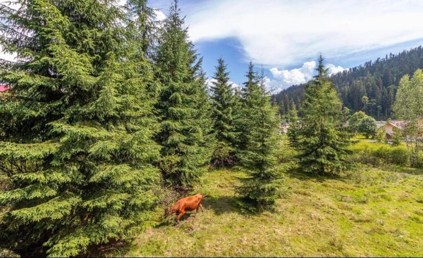 Imperial Hotel Bukovel Dış mekan fotoğraf